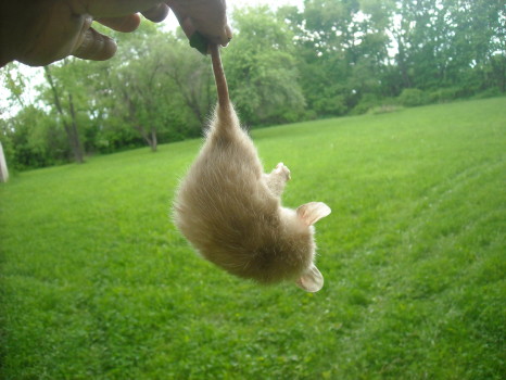 Opossum removed by Suburban Wildlife Control